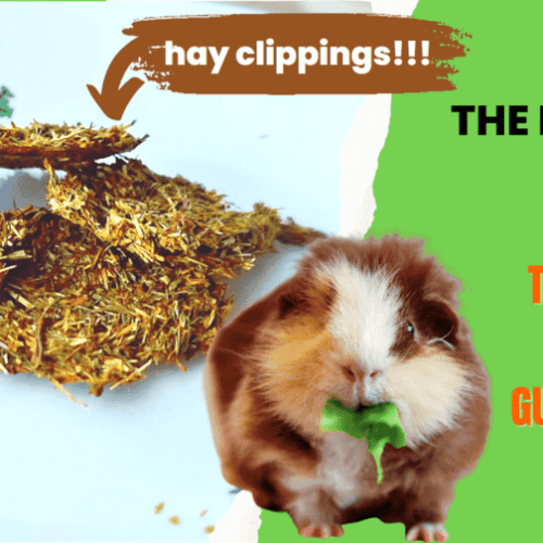 Photo inspiration: Fine Hay Snacks For Guinea Pigs Reference: Easy Homemade Treat For Guinea Pigs