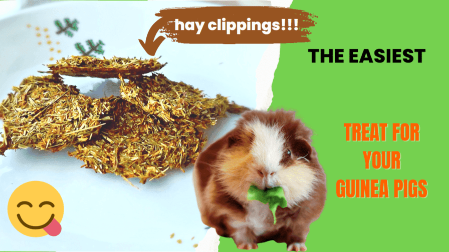 Curated visual reference: Fresh Look at Easy Homemade Treat For Guinea Pigs