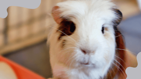 Curated visual reference: Gallery Detail: Bladder Stones In Guinea Pigs