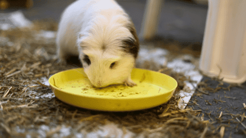 Healthiest guinea pig food best sale