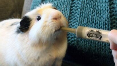 How much critical care for guinea pig hotsell