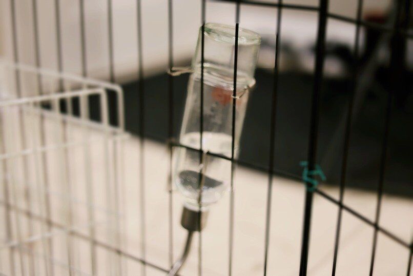 How to Encourage Your Guinea Pig To Drink More Water