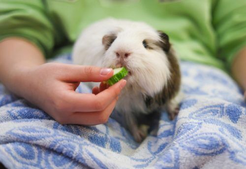 How to get a guinea pig to fashion drink water