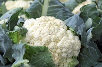 Can guinea pigs eat cauliflower florets leaves and stalks