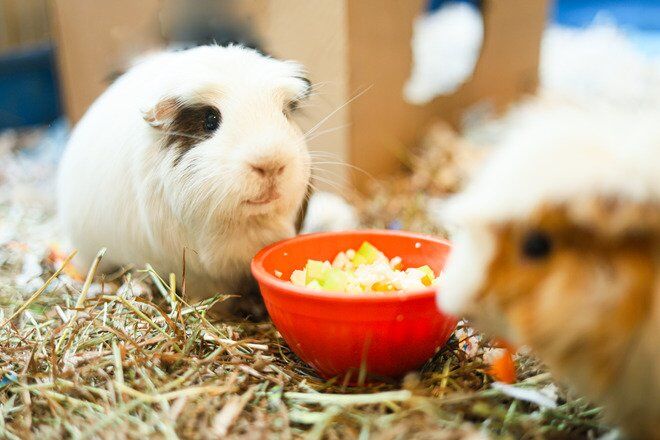 View of How to Make Fried Rice for Guinea Pigs - I C Cinnamon