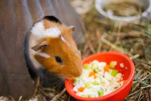 Image showcasing How to Make Fried Rice for Guinea Pigs - I C Cinnamon