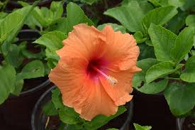 View of What Flowers Can Guinea Pigs Eat? A Full List - I C Cinnamon