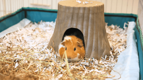 View of Easy Homemade Treat for Guinea Pigs - Hay clippings Cookies!