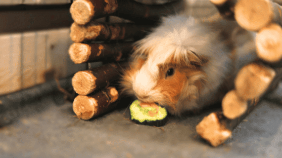 Picture of Homemade Sushi for Guinea Pigs (With Recipe Card)