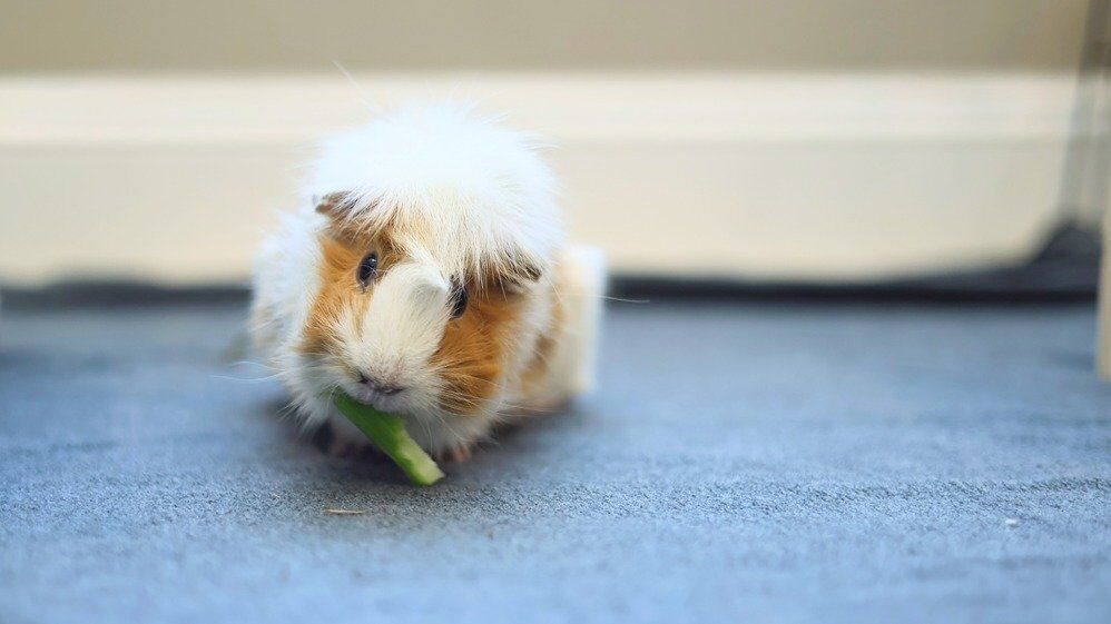 Guinea pigs and celery best sale