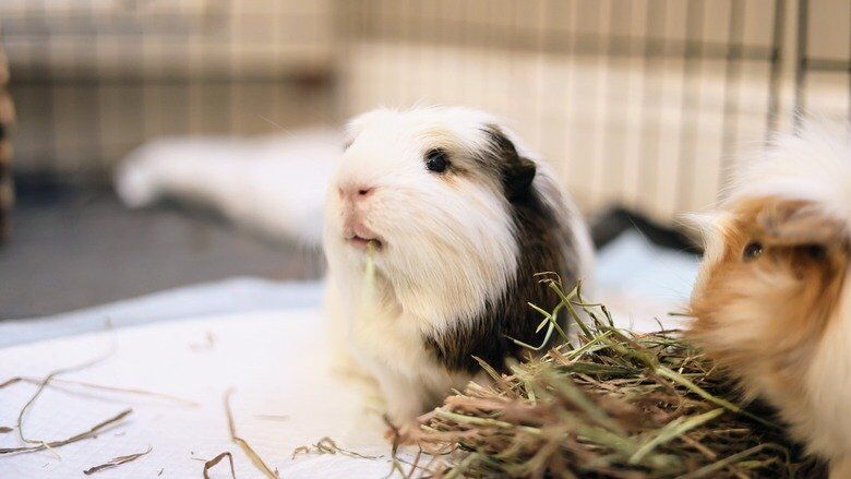 Image showcasing 10 Things NOT to Buy for Guinea Pigs (With Alternatives)