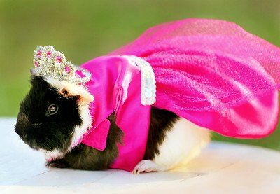 10 Things NOT to Buy for Guinea Pigs (With Alternatives)