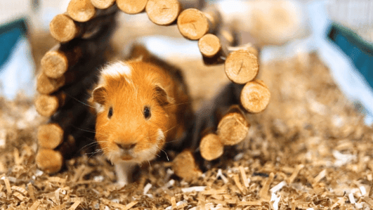 Image showcasing Easy Homemade Treat for Guinea Pigs - Hay clippings Cookies!