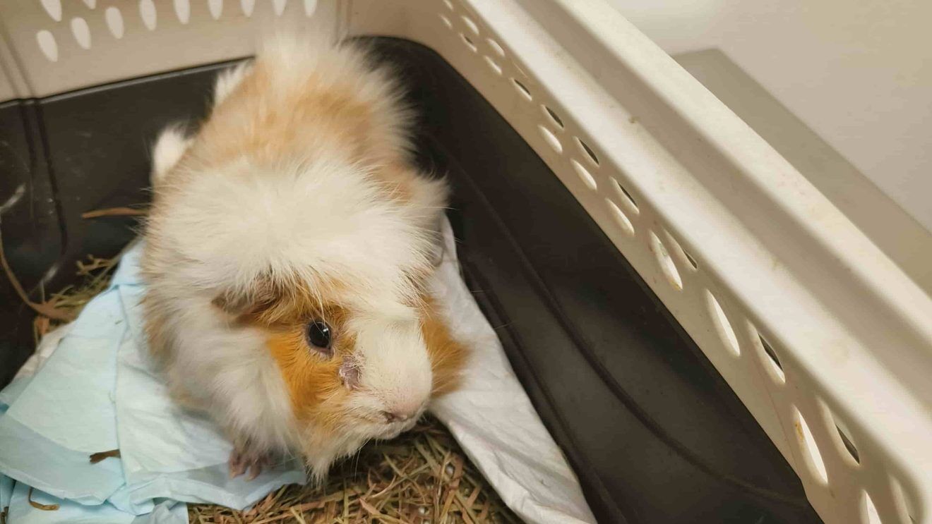 Picture of List of Low Calcium Vegetables for Guinea Pigs